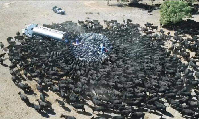 Drone Captures Hundreds of Thirsty Cows Around Water Truck in Drought-Stricken Australia