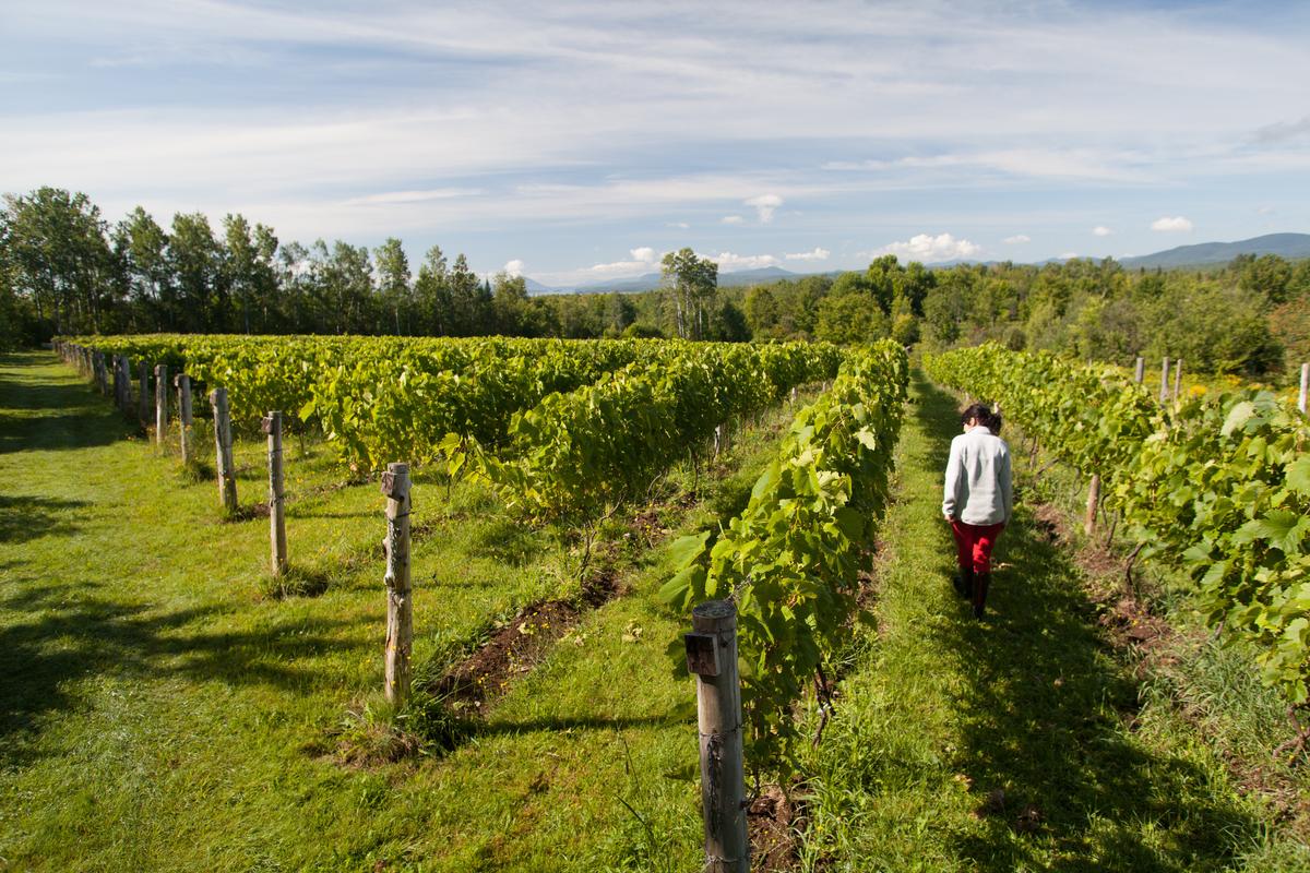 A vineyard along the Brome–Missisquoi Wine Route. (Tourisme Cantons-de-l'Est)