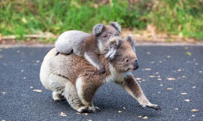 Hospital’s Online Fundraiser Tops $1 Million for Bushfire-Hit Koalas