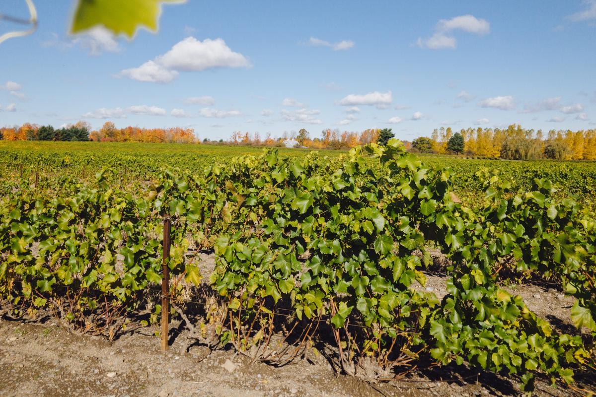 The vineyard at Vignoble de l’Orpailleur, which was the first winery in the Eastern Townships. (Dennis Lennox)