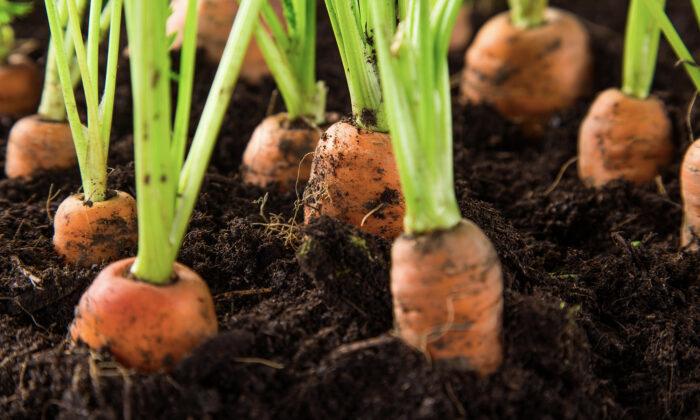 Man Finds Lost Wedding Ring Stuck in a Carrot Years After Losing It