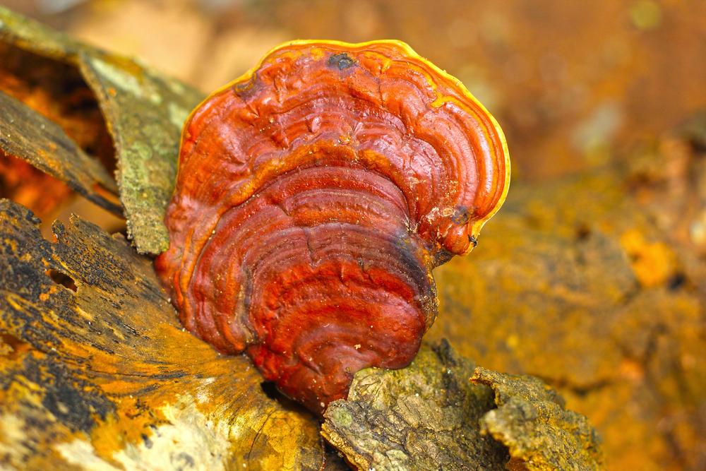 Ling Zhi Mushroom (Shutterstock*)