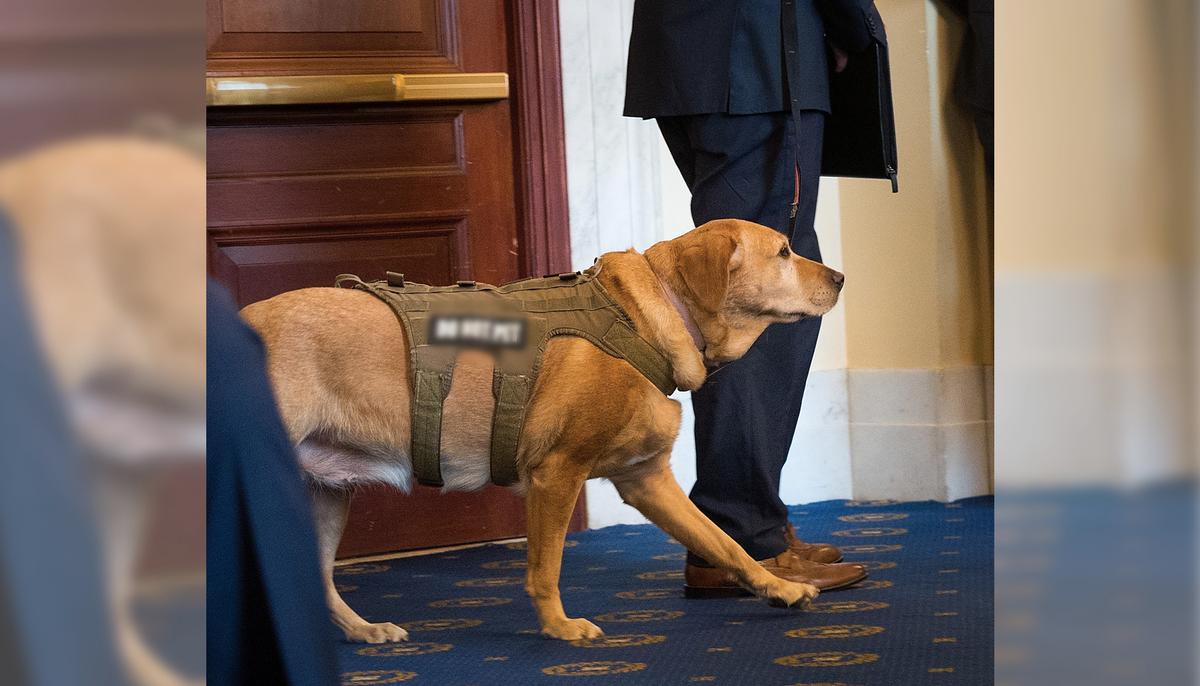 ‘Man’s Best Friend’ Turned ‘Best Man’: Service Dog Stands by Wounded Veteran at His Wedding