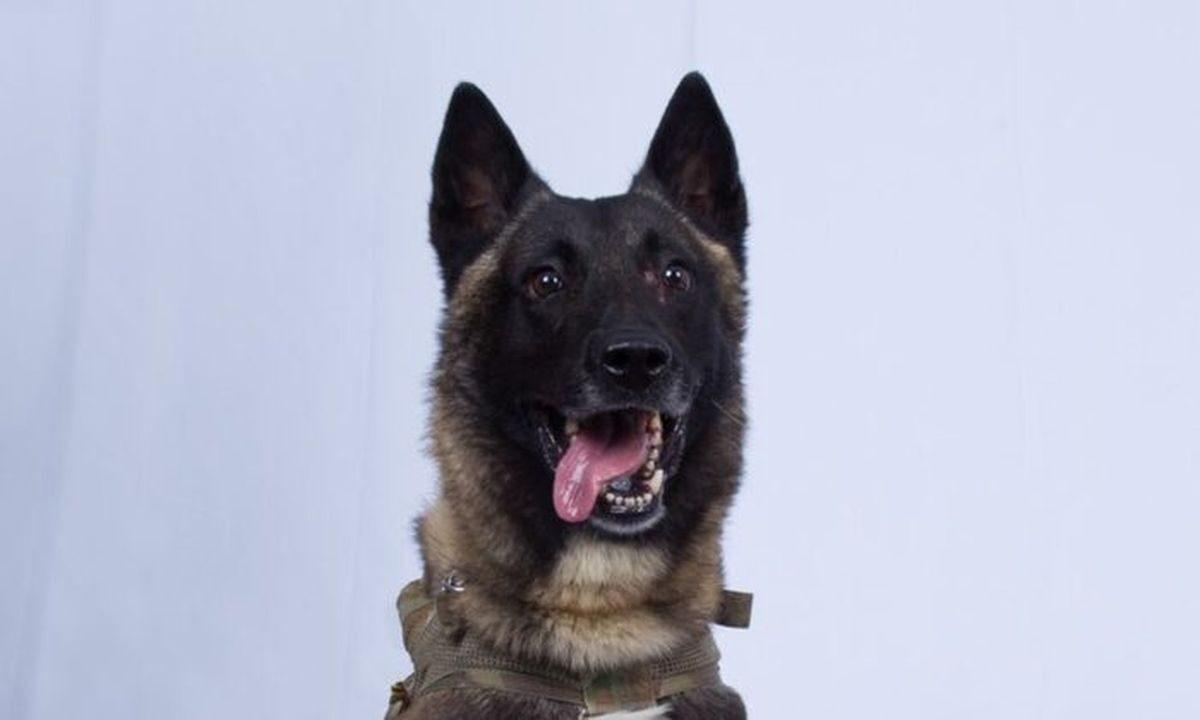 In this photo provided by the White House via the Twitter account of President Donald Trump after it was declassified by Trump, a photo of Conan, the military working dog that was injured tracking down Abu Bakr al-Baghdadi. (White House via AP)