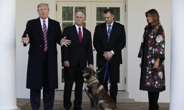 ‘Tough Cookie’: Trump Honors Hero Dog Injured in al-Baghdadi Raid