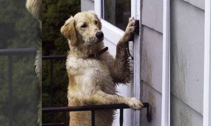 Video: Smart Dog Locked Outside Rings Doorbell at 2:18am, Waits for Owners to Let Her In