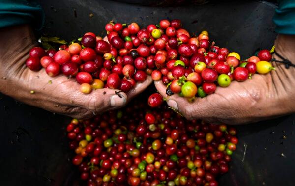 A man holds coffee grains at a farm in Santuario, Colombia, on May 10, 2019. (Raul Arboleda/AFP/Getty Images)