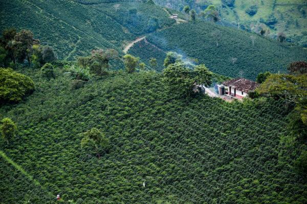 Coffee plantations in Santuario, Colombia, on May 10, 2019. (Raul Arboleda/AFP/Getty Images)
