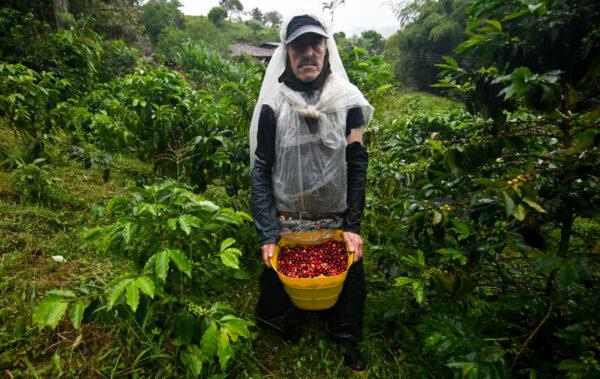 A man harvesting coffee poses for a picture in Santuario, Colombia, on May 10, 2019. (Raul Arboleda/AFP/Getty Images)