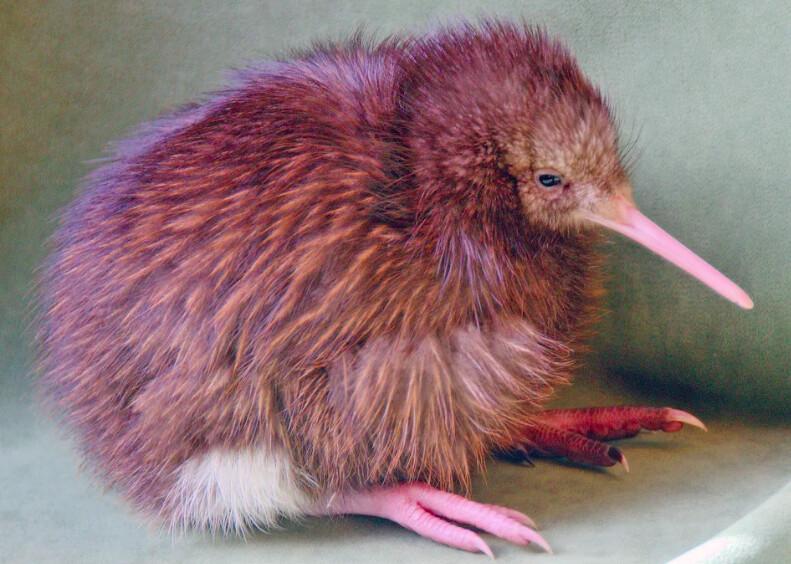 The kiwi bird, found only in New Zealand, is difficult to see in the wild because it is nocturnal. You can view kiwi birds in a nocturnal environment at Rainbow Springs in Rotorua. (Fred J. Eckert)