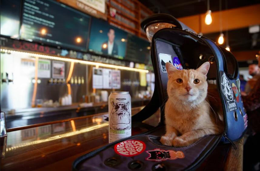 Cats and beer at Metazoa. (Courtesy of Metazoa)