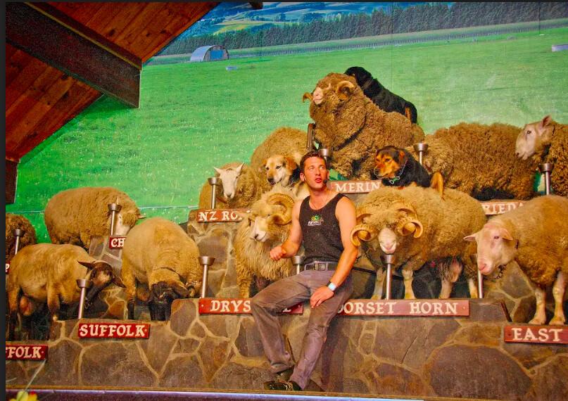 The Agrodome Sheep Show turns such Kiwi farming activities as the shearing and herding of sheep into showbiz that is fun and educational for all ages. (Fred J. Eckert)