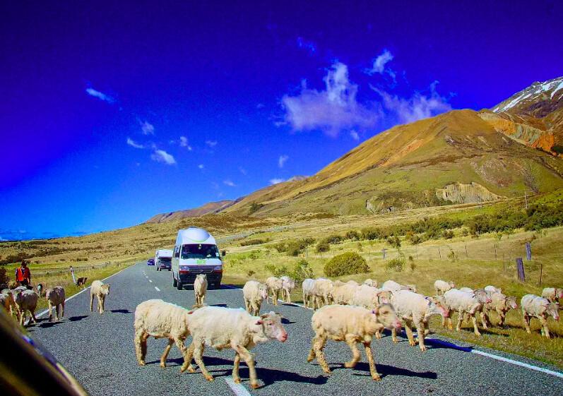 Rarely do you ever encounter a traffic jam in the sparsely populated South Island of New Zealand, but when you do it might look like this. (Fred J. Eckert)