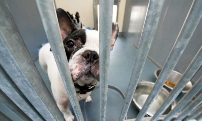 Families Invite Shelter Dogs Over for Thanksgiving Dinner, Thanks to Virginia Shelter Facebook Post