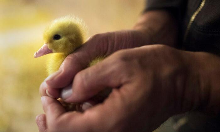 The Final Fight for Foie Gras in the US
