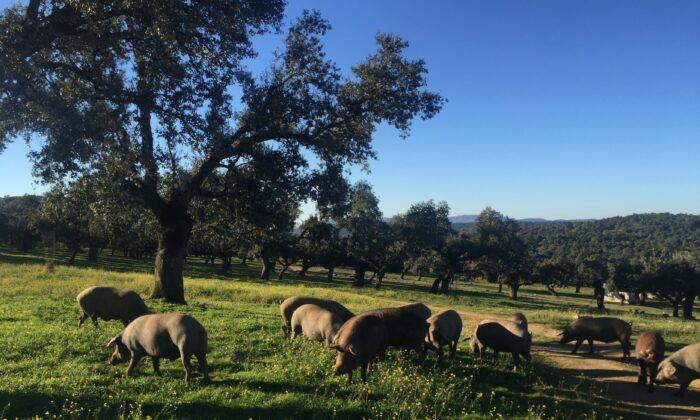 Day of Pigs: Ham Adventures in Spain
