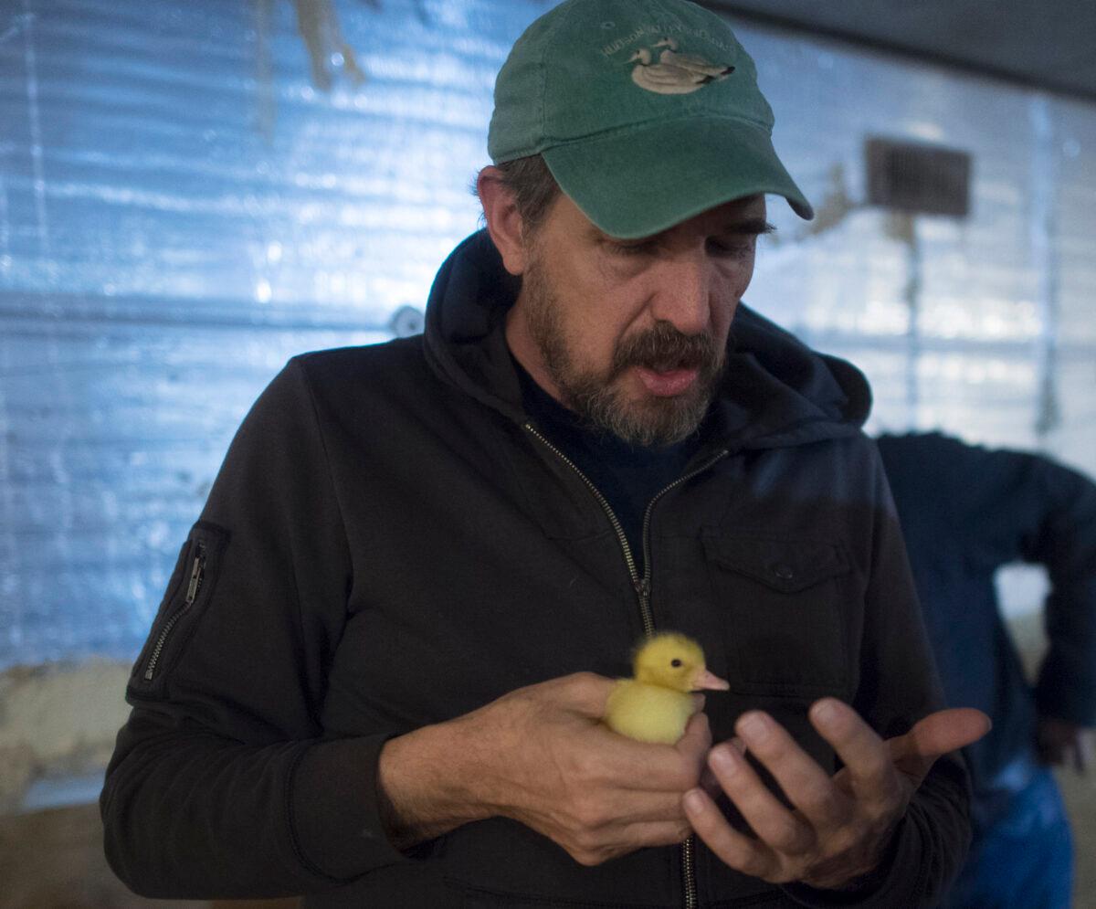 Marcus Henley, manager of Hudson Valley Duck Farm, holds a young duckling as he explains the process of raising the ducks in Ferndale, New York, on Dec. 15, 2017.<br/>(Don Emmert/AFP via Getty Images)