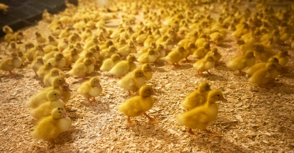 Thousands of ducklings share space inside a barn, kept at 90 degrees Fahrenheit, at Hudson Valley Duck Farm in Ferndale, New York, on Dec. 15, 2017. (Don Emmert/AFP via Getty Images)