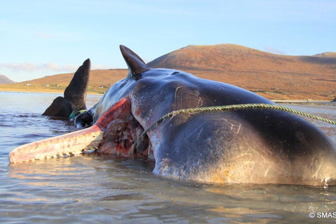 Sperm Whale Found Dead With ‘Horrific’ 220-Pound ‘Litter Ball’ in Its Stomach