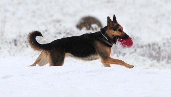 A German shepherd runs with a ball while playing in the snow along Wyoming Road in Dallas, Pa., on Dec. 2, 2019. (Mark Moran/The Citizens' Voice via AP)