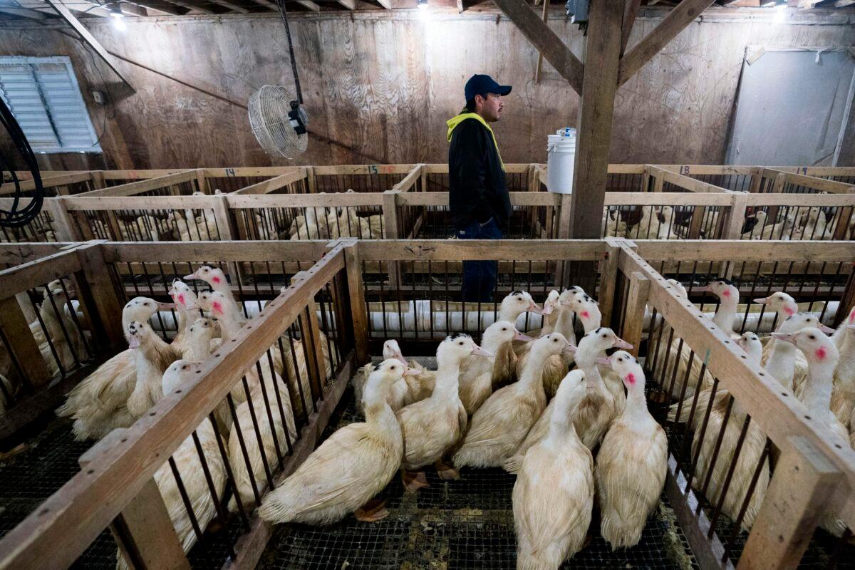 An employee checks on the ducks at Hudson Valley Duck Farm December 15, 2017 in Ferndale, New York. (DON EMMERT/AFP via Getty Images)