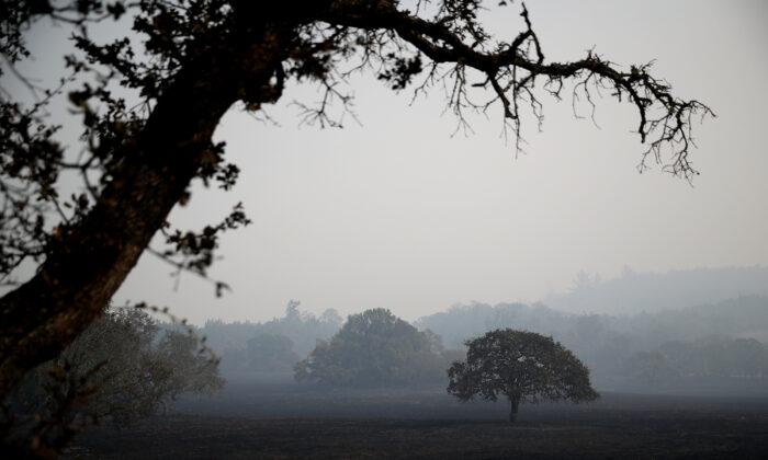 Major Infectious Disease Threatening Oak Trees in California