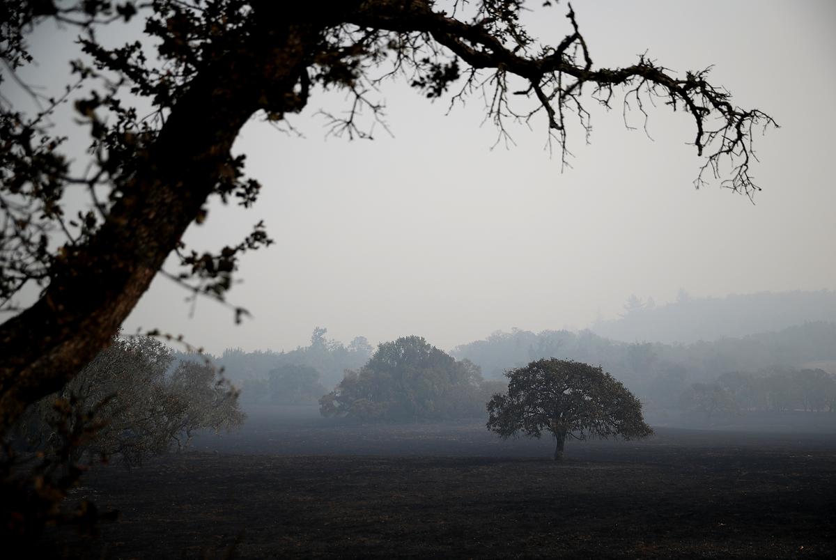 Major Infectious Disease Threatening Oak Trees in California