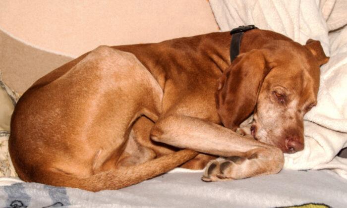 Dog Owner Warns: Artificial Sweeteners Harmful to K9s After Pet Dies From Sugar-Free Brownie