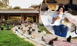 California 'Crazy Cat Lady' Shares Her Home With 1,100 Feral Felines, Finds New Homes for Them