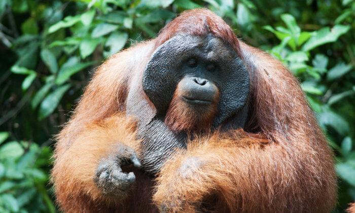 Video: Emotional Orangutan ‘Kisses’ Pregnant Woman’s Baby Bump Through the Glass at Zoo in UK