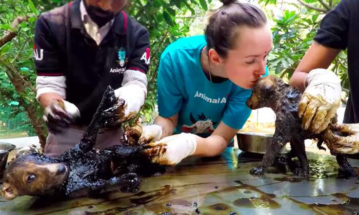 Puppies Found Trapped in Sticky Black Tar in Garbage Dump–but Watch Their Amazing Transformation