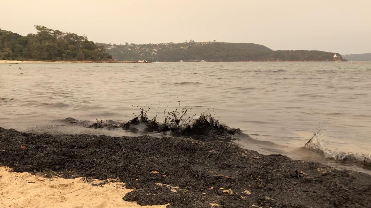 Ash from bushfires that affected New South Wales in the last days is seen on Balmoral Beach in Sydney, Australia, Dec. 7, 2019, in this still image obtained from a social media video. (Imogen Brennan/via Reuters)
