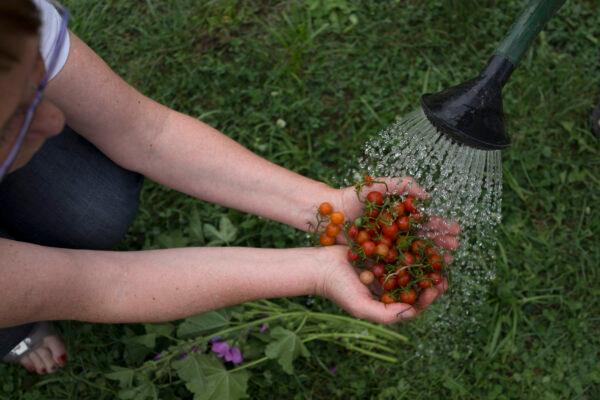 A member of the Bauerngarten Havelmathen gardening colony rinses harvested tomatoes in her acreage in Berlin on Aug. 4, 2013. (Carsten Koall/Getty Images)