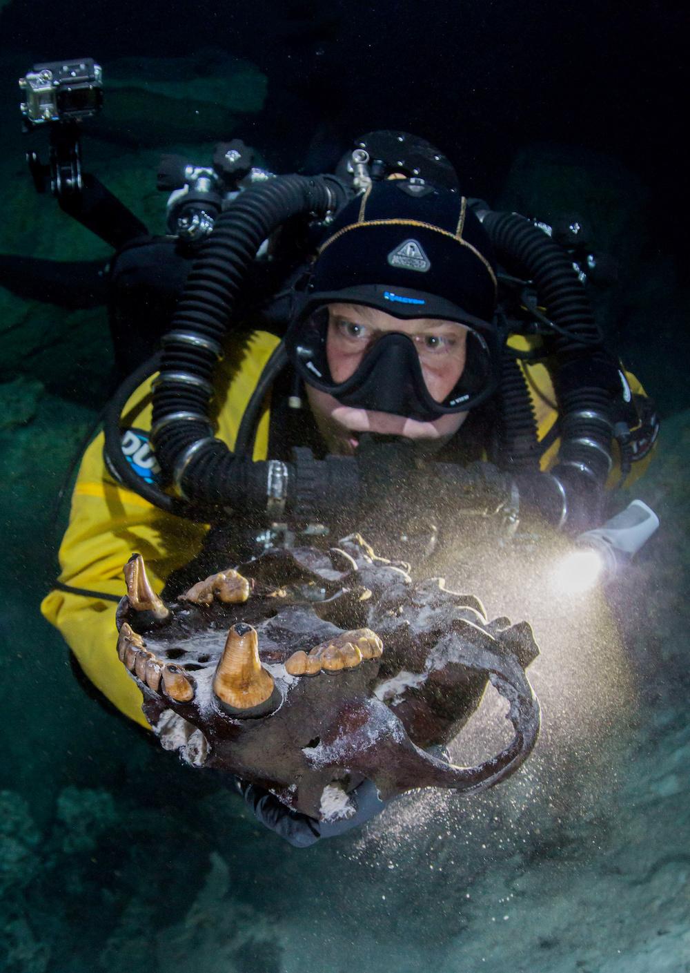 A diver with an Arctotherium Cranium. (©SWNS)