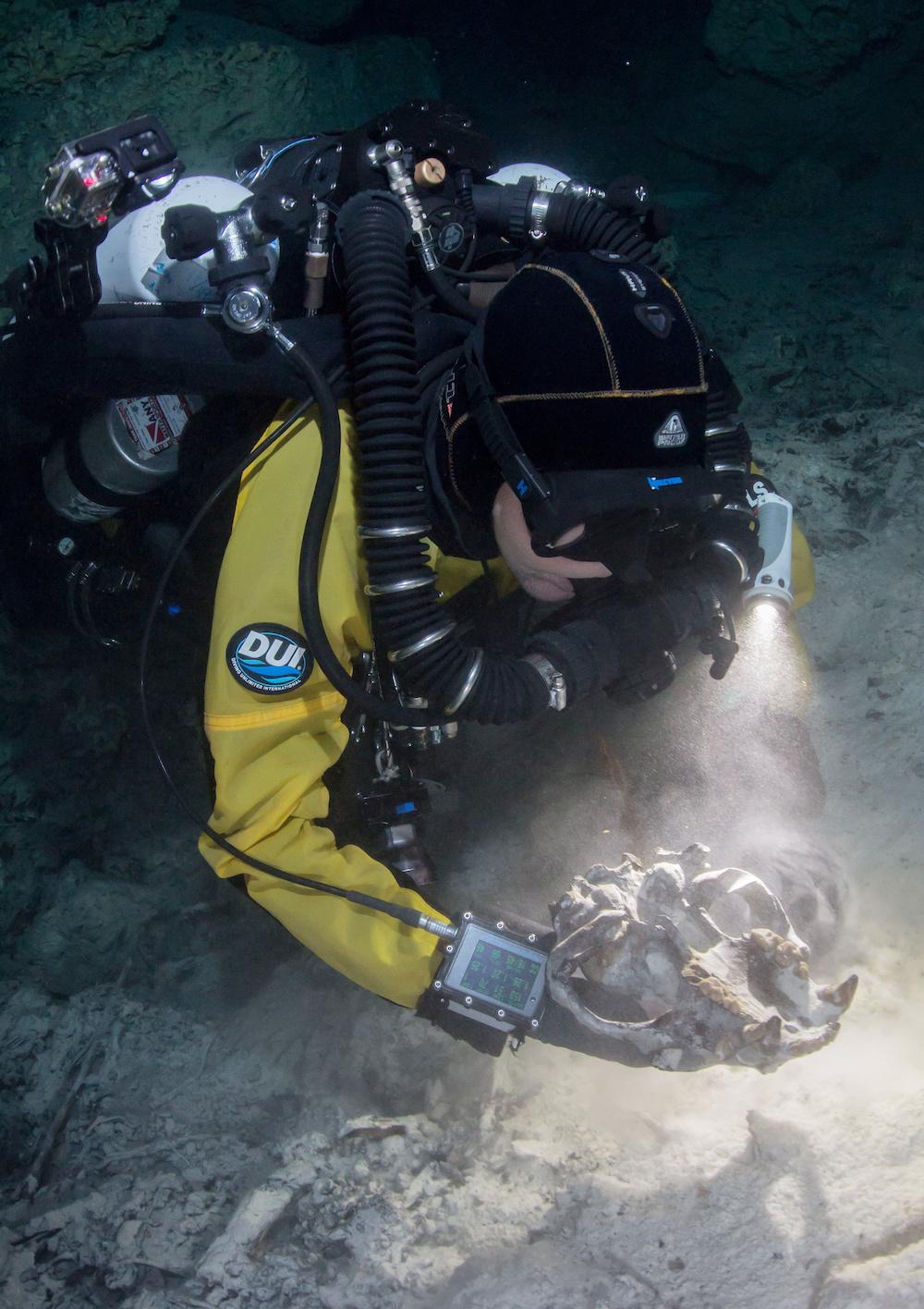 A diver recovering an Arctotherium Cranium. (©SWNS)