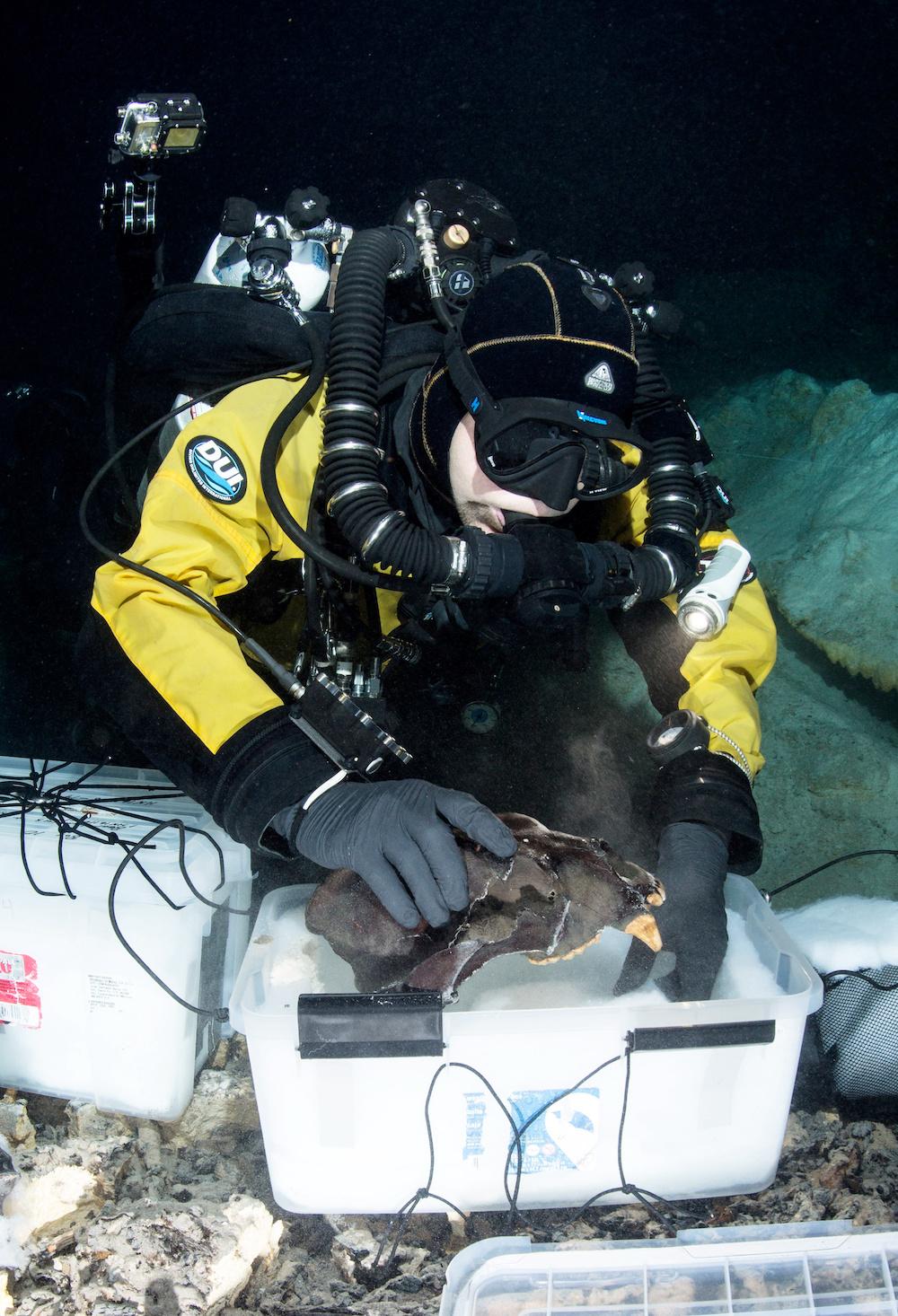 A diver collecting an Arctotherium Cranium. (©SWNS)