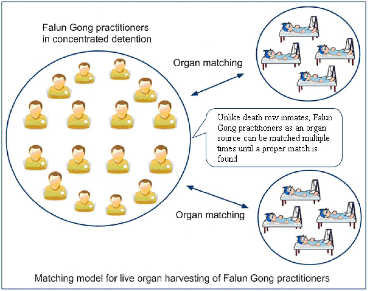 Illustration of an organ matching model for live organ harvesting of Falun Gong practitioners. (<a href="http://addba310fd6ea7e82489-db128fd7ed9b7bd30a3c6dfbb65b27cd.r13.cf1.rackcdn.com/Reports/FalunGongMurderedForOrgans-MinghuiReport-2016-v2.pdf">Minghui Human Rights Report</a>)