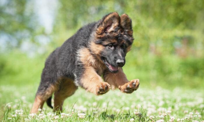 Adorable German Shepherd With Rare Dwarfism Stayed Small, but Attracts Huge Instagram Following