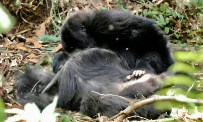 Gorillas Grieve Their Dead and Have Funerals for Them Just Like Humans