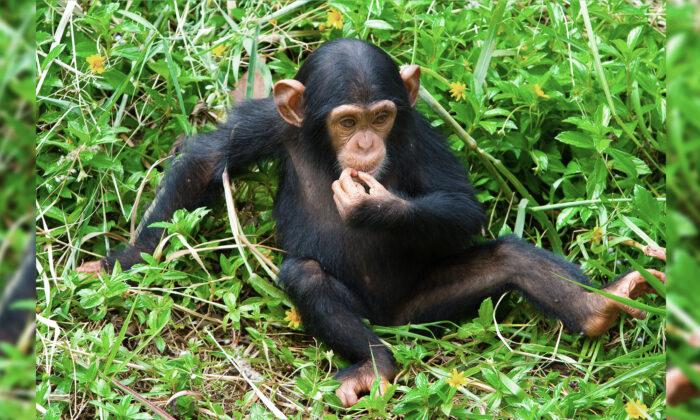Puppy Being ‘Eaten Alive’ by Worms Saved and Brought Back to Life by Love of Rescued Chimpanzees