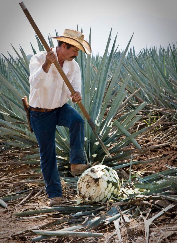 A jimador is an artisan who harvests the agave plants from the fields. A sharp tool, called a coa, cuts the leaves to reveal the core, or piña of the plant. (Courtesy of Mundo Cuervo)