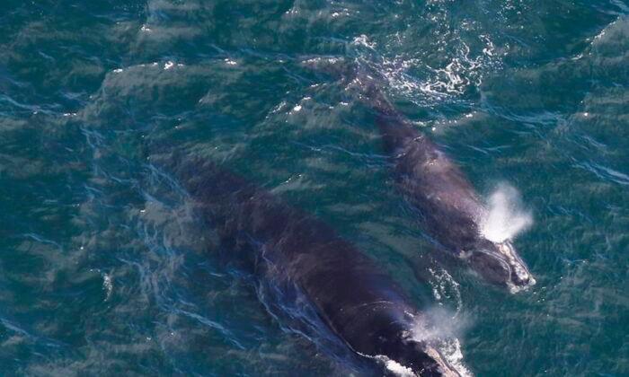 Endangered Right Whale Adds 1 to its Population off the Coast of Georgia, Says Oceana