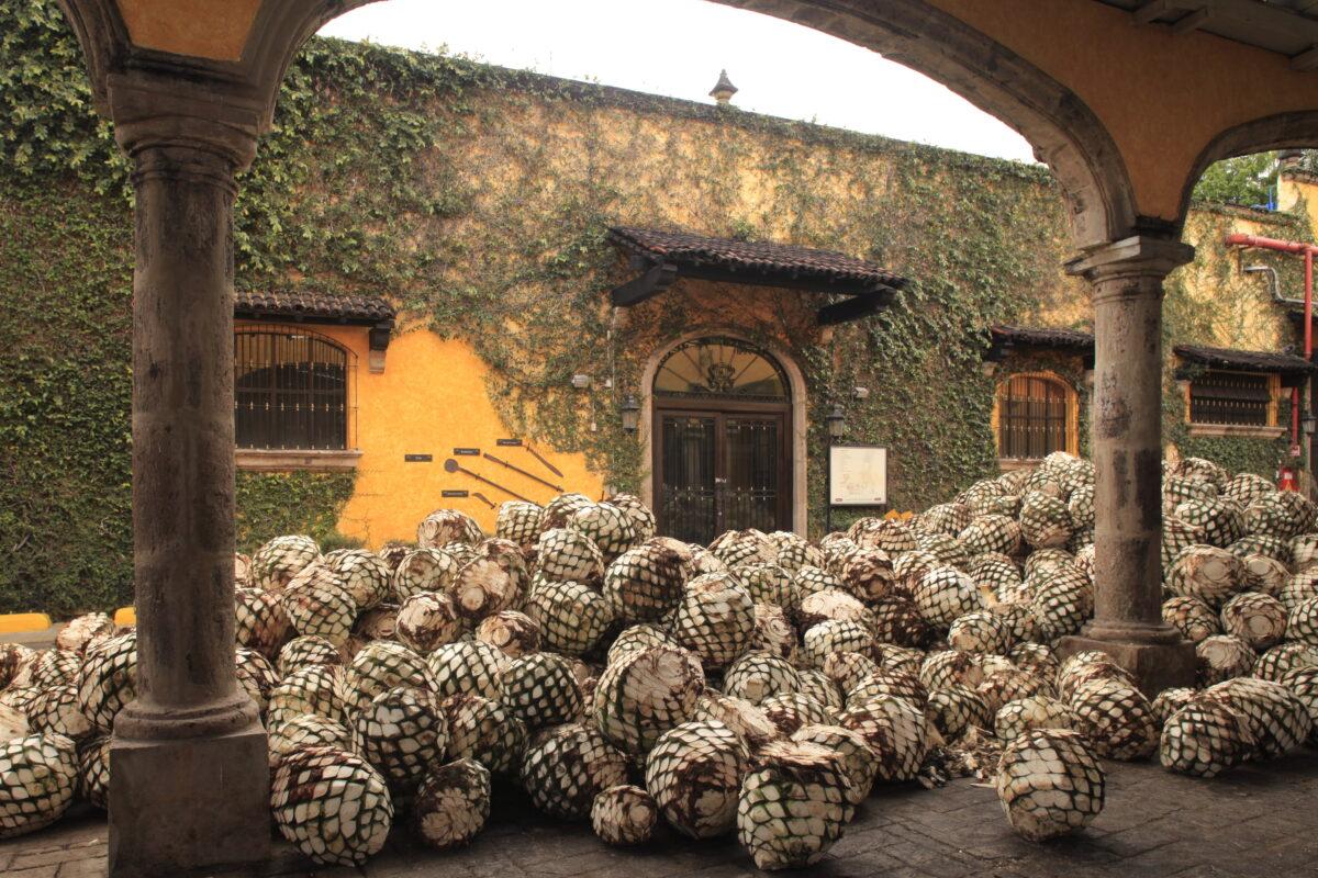 Agave cores destined for tequila are harvested at around seven years old. (Courtesy of Casa Sauza)