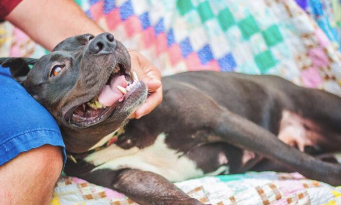 Frail, Elderly Woman Terrified of Neighbor’s Pit Bull–Until the ‘Bad Dog’ Saves Her Life