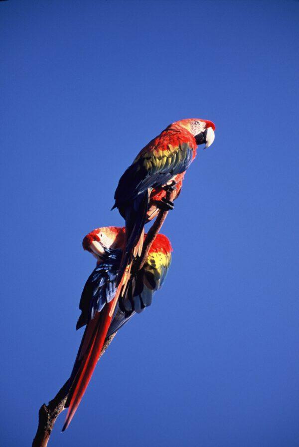 Scarlet macaw. (Courtesy of Amazon Nature Tours)