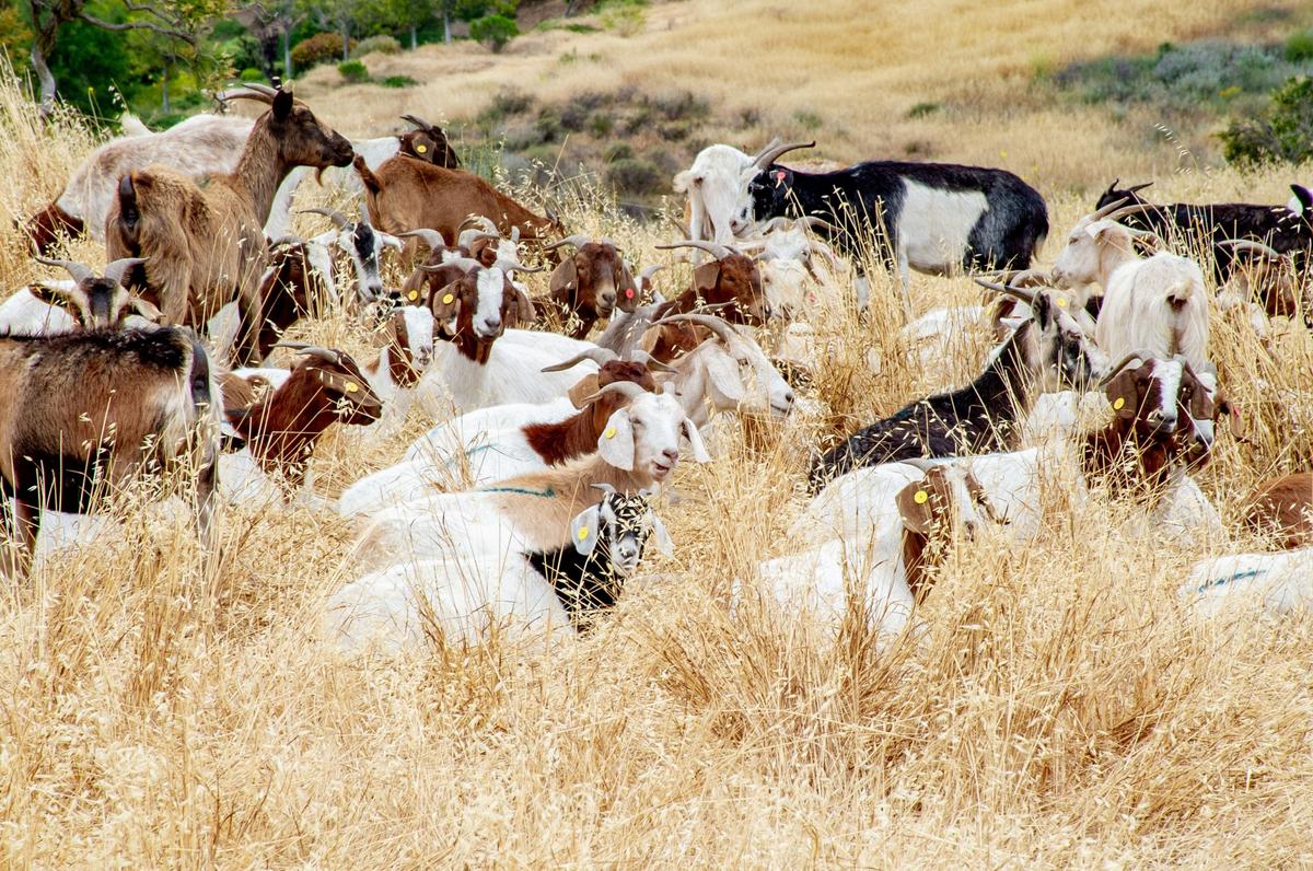 Goats, deployed on scrubland surrounding the Ronald Reagan Presidential Foundation & Institute, in Simi Valley, Calif. (Courtesy The Ronald Reagan Presidential Foundation & Institute/Handout via REUTERS)