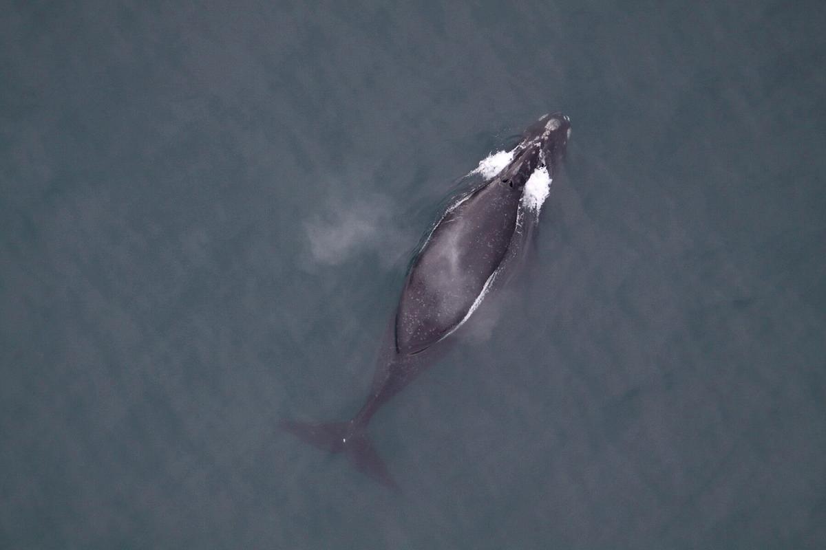 Grumpy Cat, Lovelorn Whale Are Stars of 2019’s Top Animal Stories