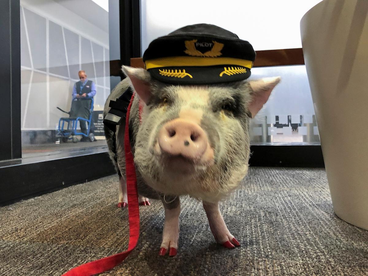 LiLou the therapy pig stands in the departure area at San Francisco International Airport in San Francisco on Oct. 4, 2019. (REUTERS/Jane Ross)