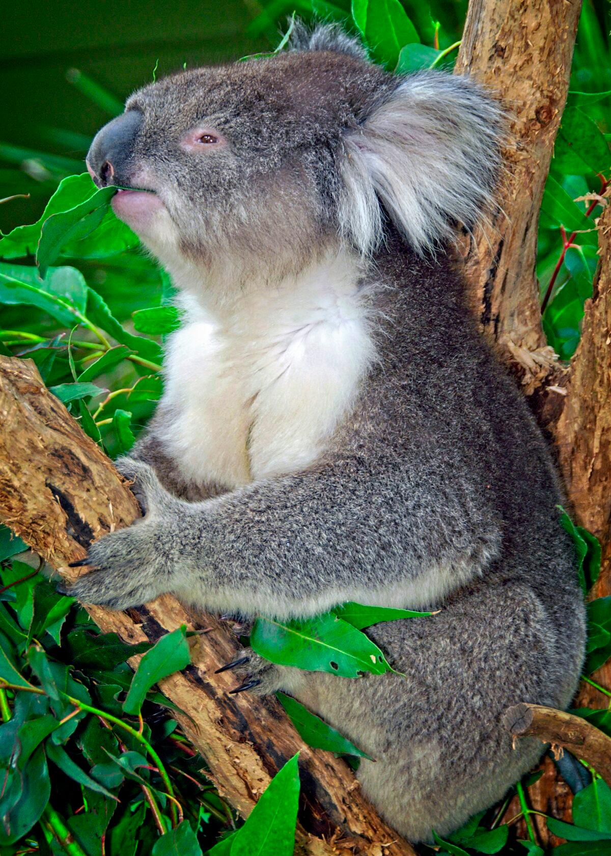 It’s a koala—there’s no such thing as a koala bear—and this plump, fuzzy, cuddly marsupial is every bit an icon of Australia as the kangaroo. (Fred J. Eckert)