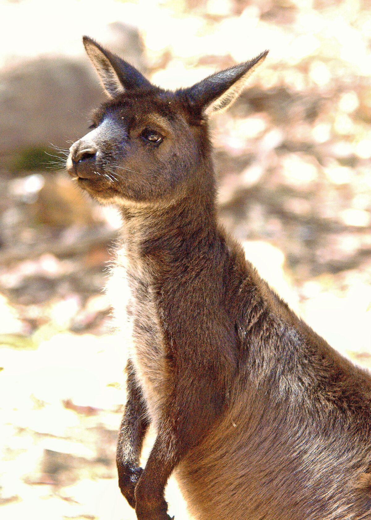 The Kangaroo is the only large animal that hops to get from place to place. They can cover 15 feet in a single hop, hop a long as fast as 30 miles per hour and cruise at about 20 miles per hour. (Fred J. Eckert)